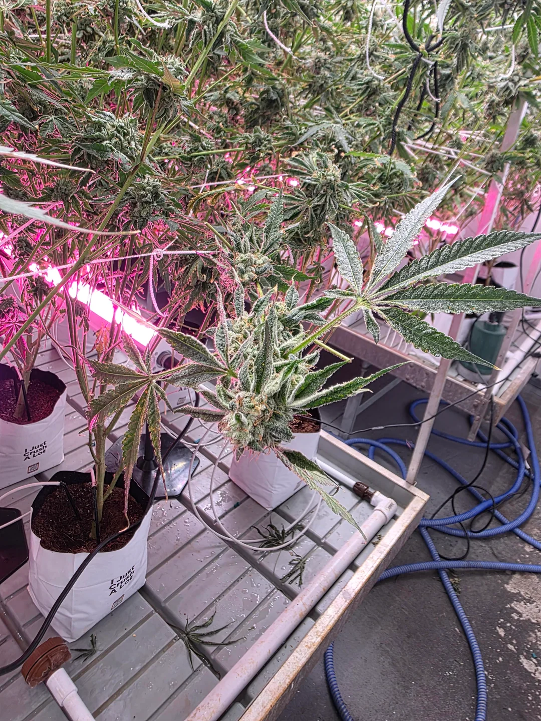 ICEVER filmed the Under-Canopy Light during assembly, showcasing excellent waterproofing, heat dissipation, and light uniformity to solve the most challenging practical issues of this technology in cultivation.