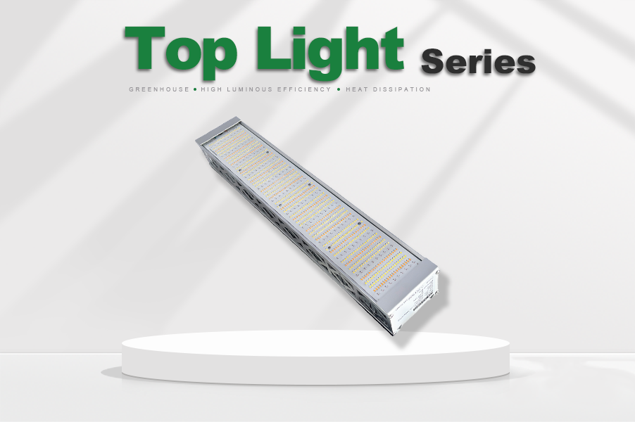 TOP LIGHT