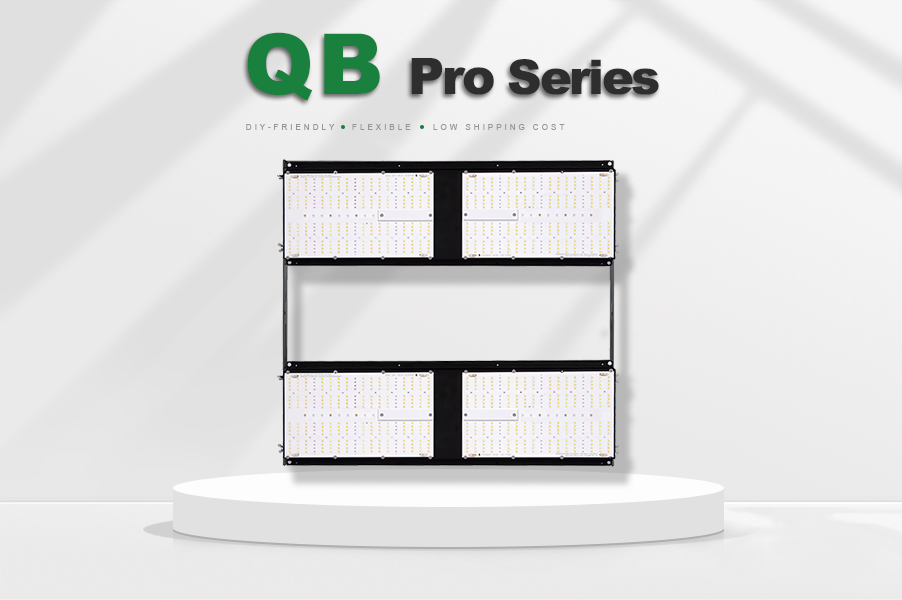 QB