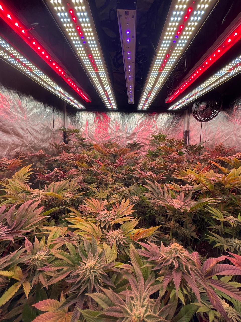 ICEVER showcases supplemental lighting products for overhead, side, under-canopy, and other applications, enabling users to upgrade existing projects at low cost and add more spectral options.