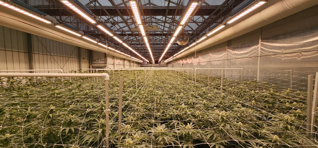 ICEVER’s commercial greenhouse supplemental lighting uses the same spectrum as Fluence, helping customers achieve top-level lighting performance at minimal cost.
