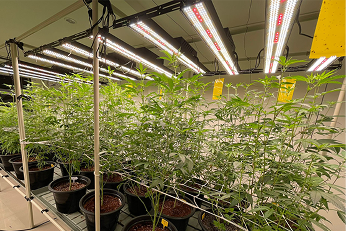 In indoor cultivation, using the QS full-spectrum grow light enables plants to achieve efficient photosynthesis