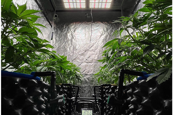 QB pro+ full spectrum led grow lights is using in indoor grow tent kit,