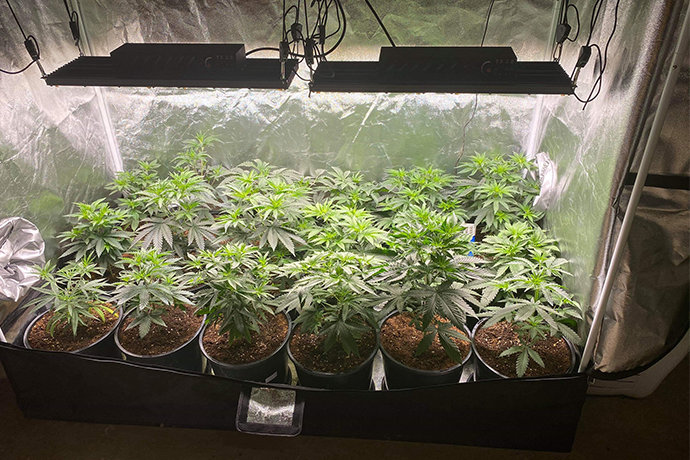 Application of uvb and ir red grow led lights for growing install in grow tent real