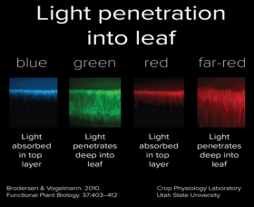 2.How Plants Use Light