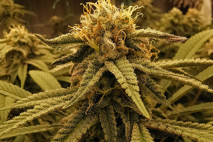 ICEVER QB pro full spectrum quantum board light get very good mmj in growing 