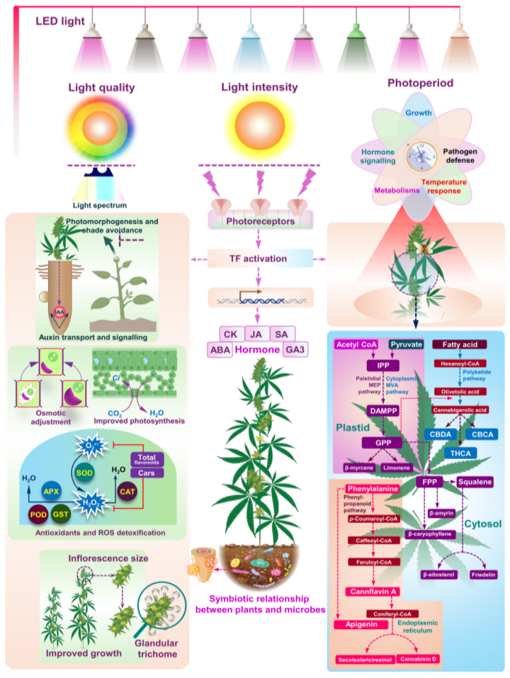 1.How Plants Use Light