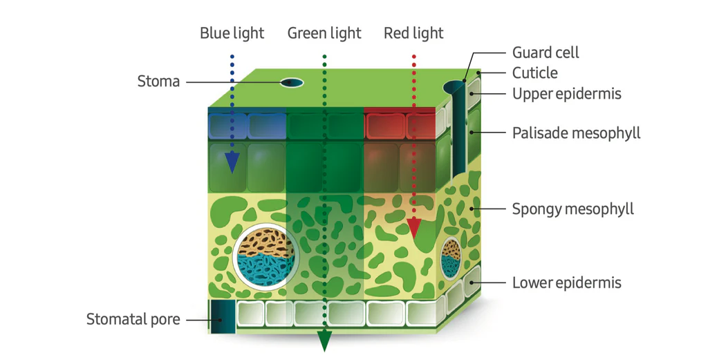 Samsung --Green light is incredibly good at canopy and leaf penetration, much more so than red and blue in grow lights