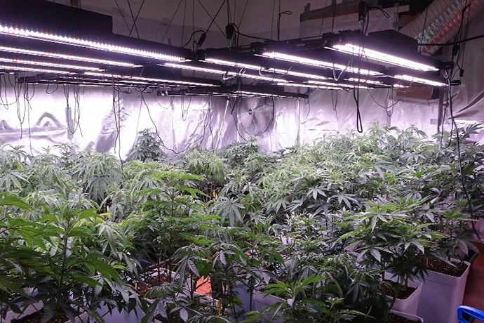 full spectrum led grow light is using in indoor grow tent for plant growing