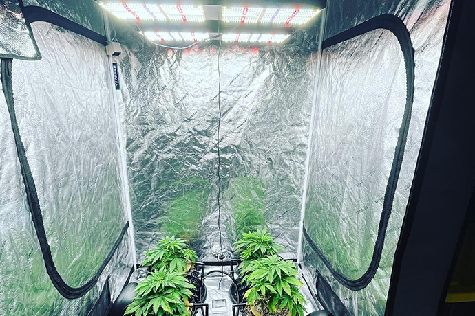 ICEVER QB pro full spectrum quantum board light was used in a DIY grow tent kit for MMJ grow light system