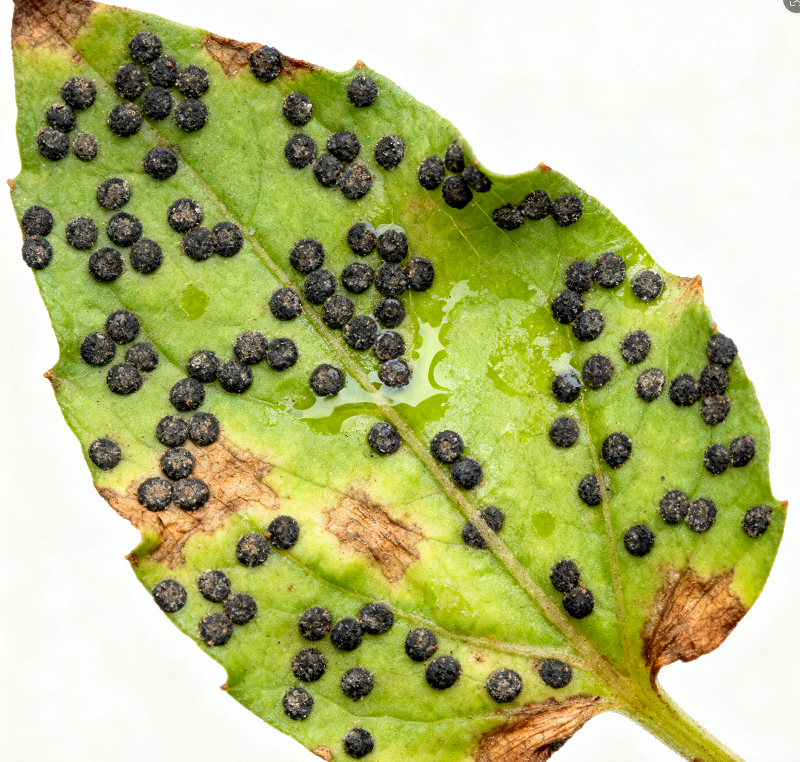 1Consequences of High Humidity