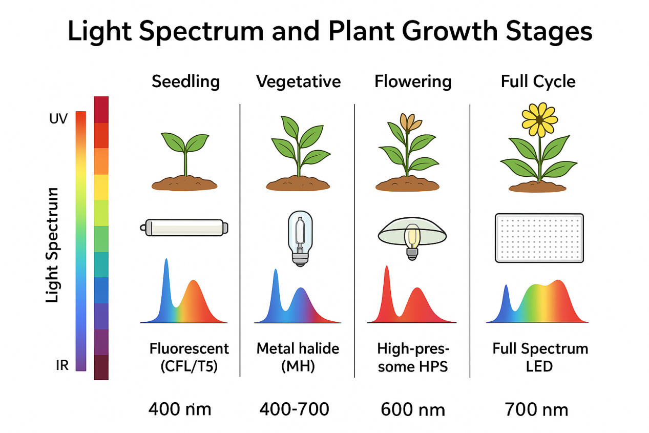 2.Types of Light Bulbs that Help Grow Plants.png