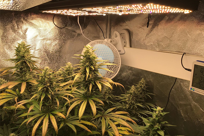 ICEVER QB pro full spectrum quantum board light was used in a DIY grow tent kit for MMJ grow light system