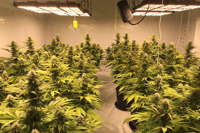 ICEVER QB pro full spectrum quantum board light with UV IR was used in a DIY grow tent kit for MMJ grow light system