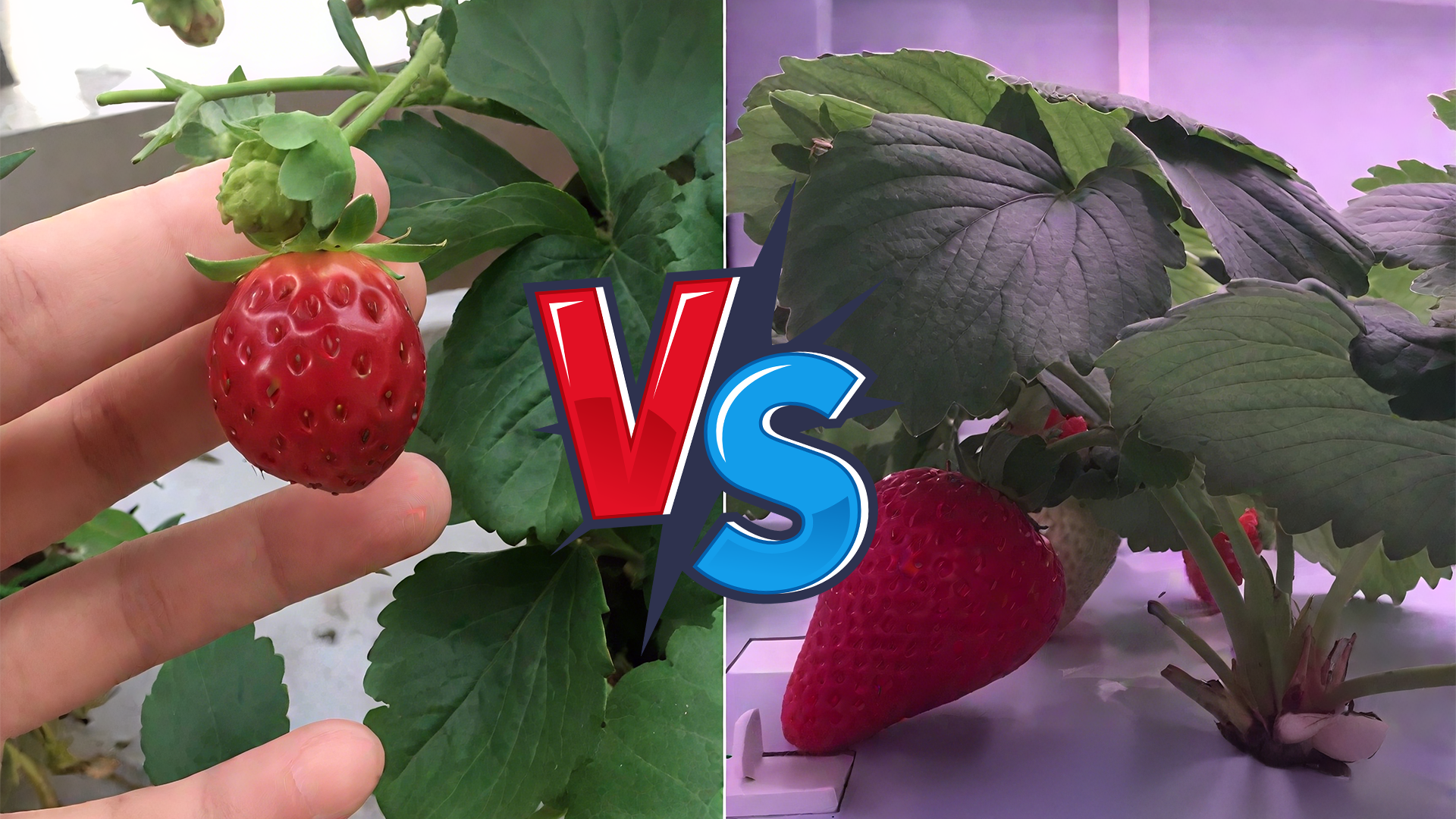 Do LED grow light works 9