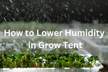 How to Reduce the Humidity in a Grow Tent.png