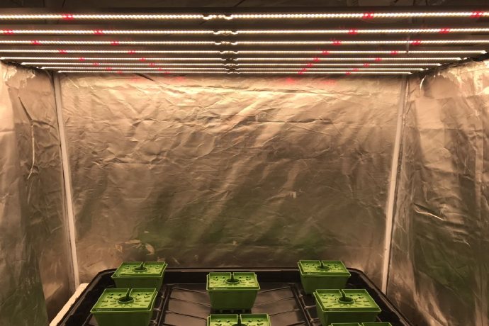 V3 white and ir red grow led light install in a grow tent indoor, which can boost the seed germinate