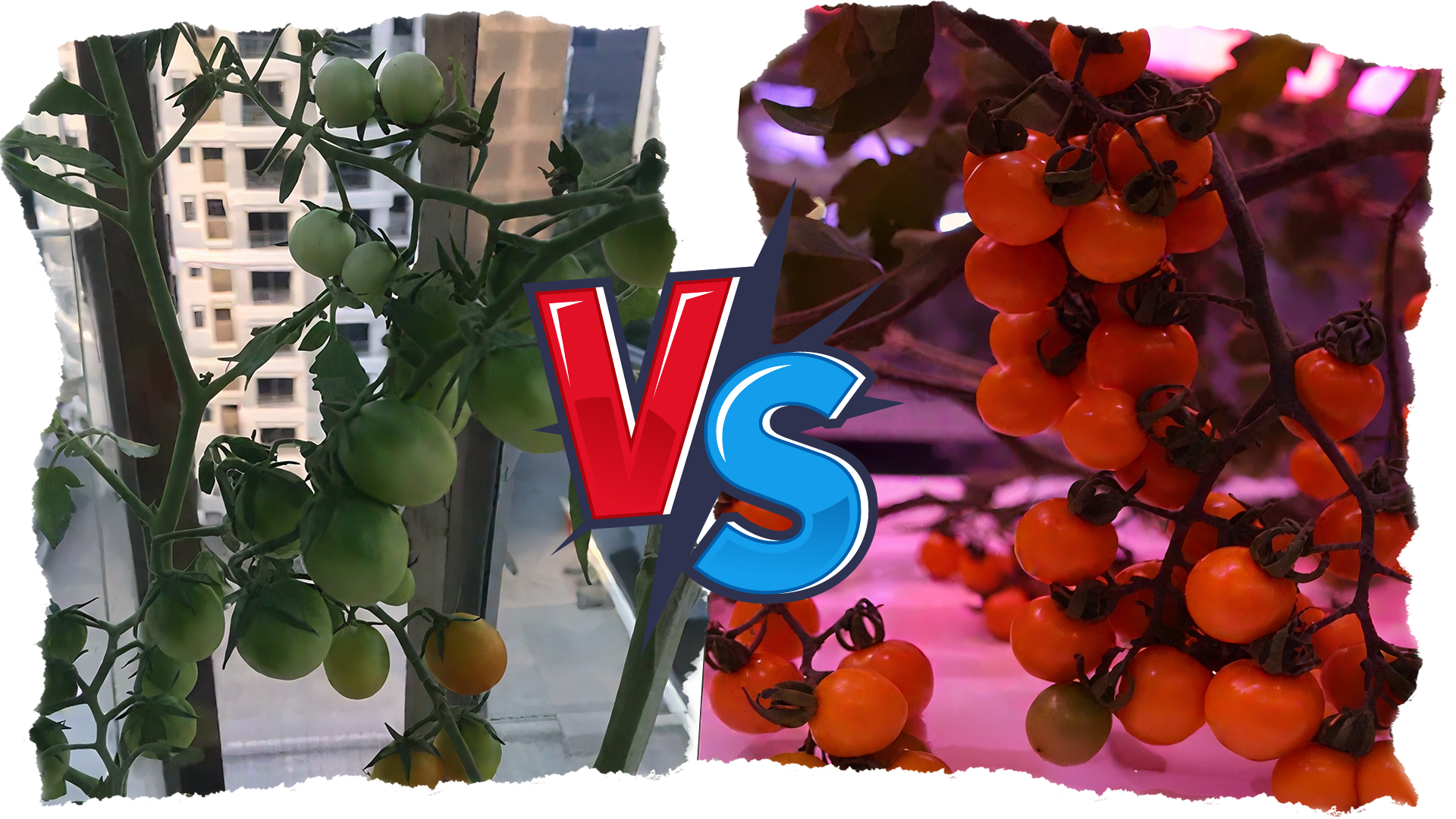 Do LED grow light works 10