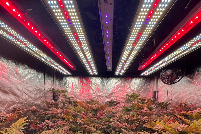 full spectrum led grow light is using in indoor grow tent for plant growing, the grow light emit red and white lighting