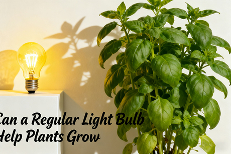 can a regular light bulb help plants grow.png.jpg