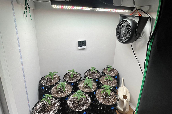 QB pro+ full spectrum led grow lights is using in indoor grow tent kit, this is a best choose for growing