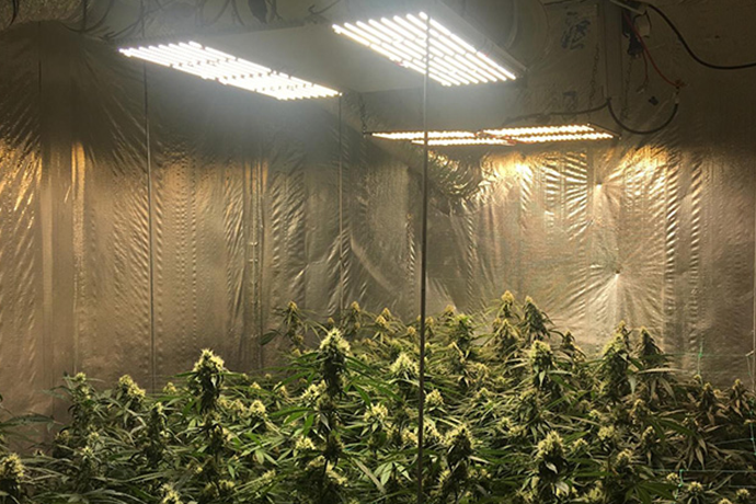 ICEVER QB pro full spectrum quantum board light was used in a DIY grow tent kit for MMJ grow light system