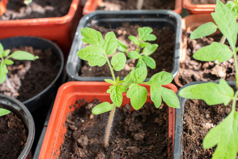 5.Why Does Color Temperature Matter for Plants