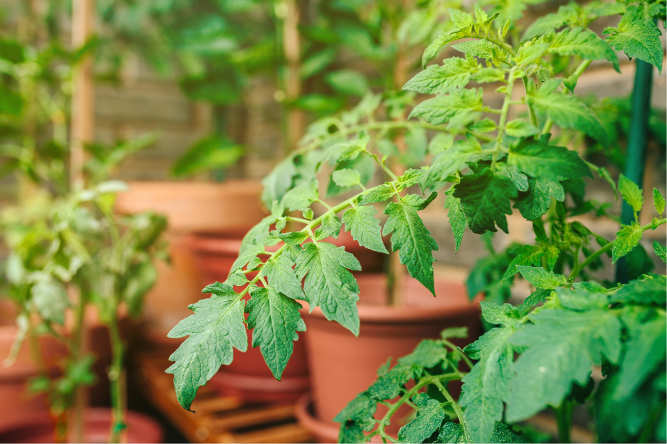 6.Why Does Color Temperature Matter for Plants