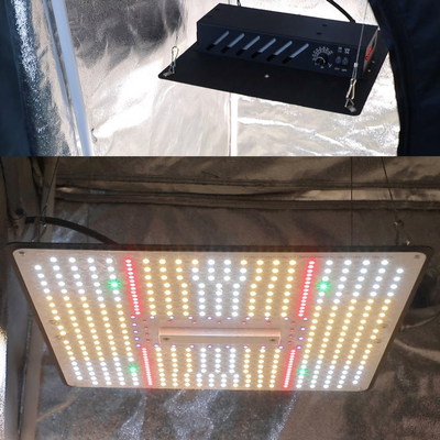 The ICEVER QP PRO full-spectrum grow light is currently in operation; the fixture is compact, and its spectrum is customizable.