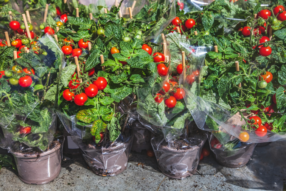 7.Why Does Color Temperature Matter for Plants
