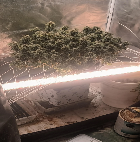 4.Benefits Of Under Canopy Lighting For Cannabis Cultivation.png