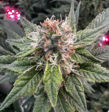 2.Benefits Of Under Canopy Lighting For Cannabis Cultivation.png