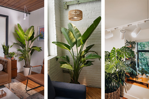 Why Does Color Temperature Matter for Plants.png