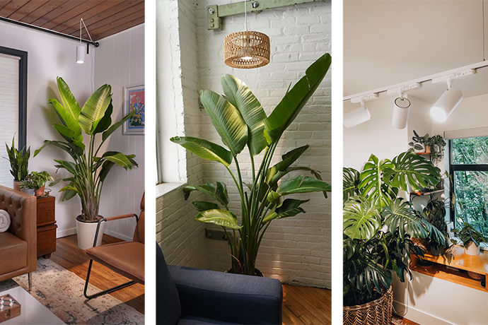 Why Does Color Temperature Matter for Plants.png