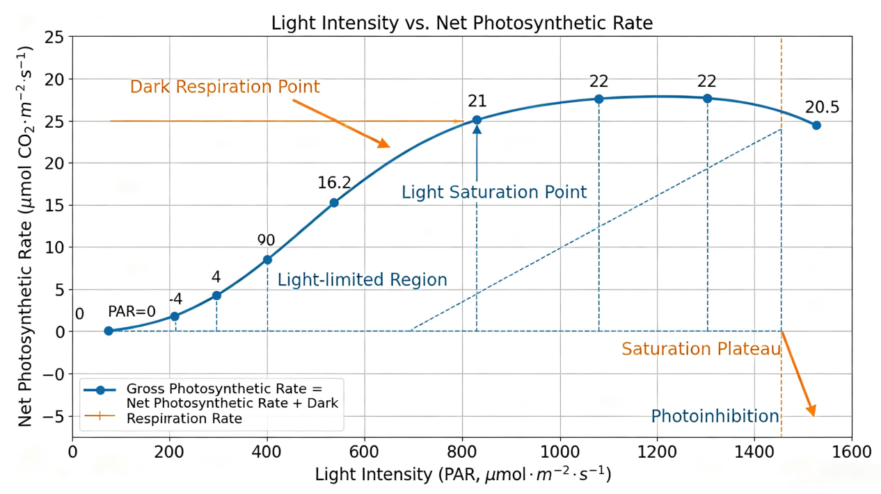 How Photosynthesis Works1.png