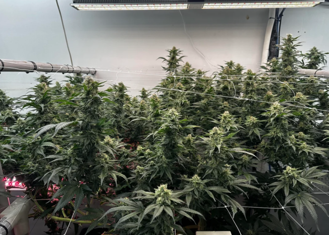 3.Benefits Of Under Canopy Lighting For Cannabis Cultivation.png